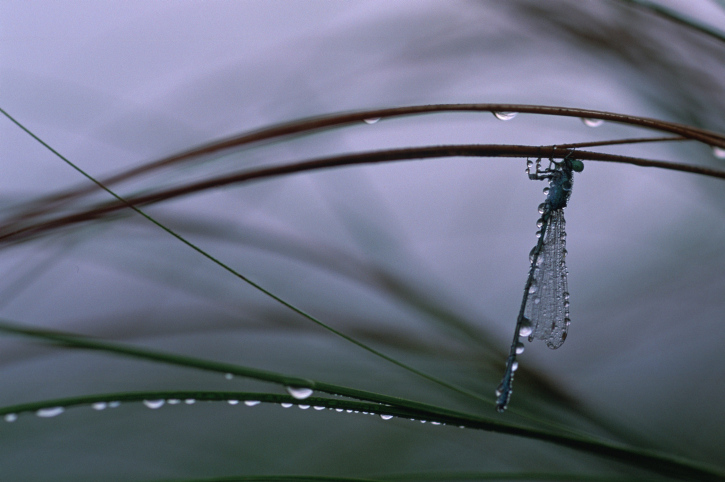 rain on a dragonfly