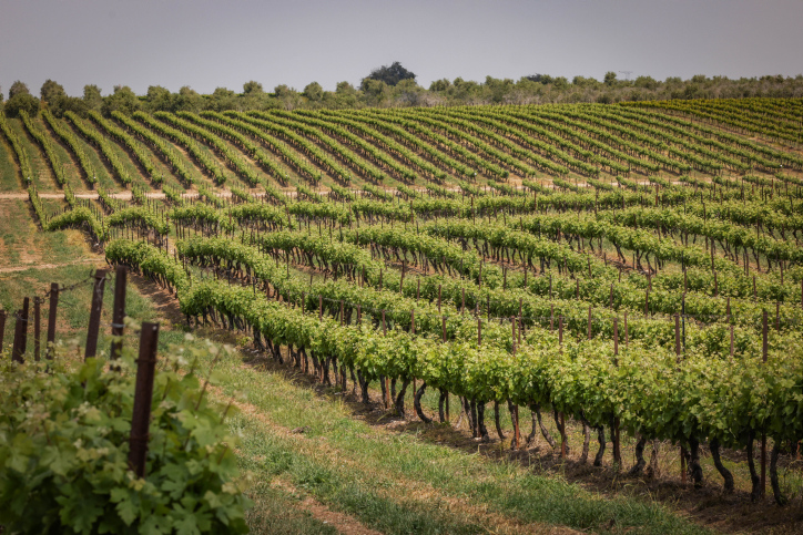 BARKAN WINERY