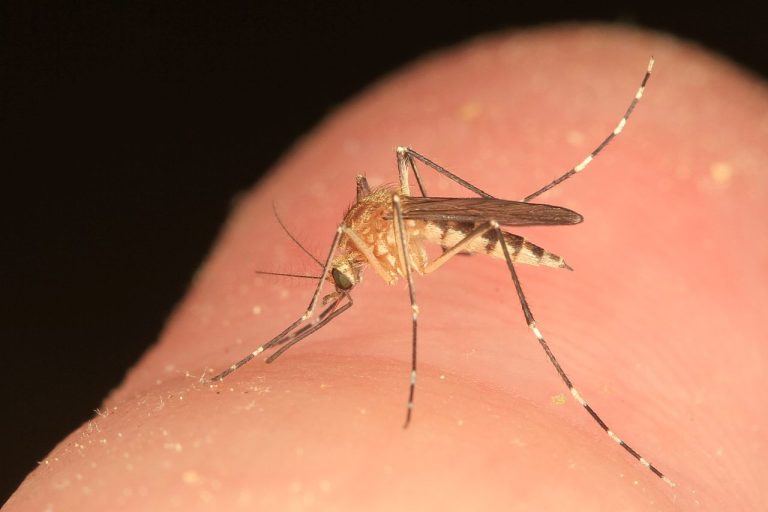 Mosquito_-_Ochlerotatus_canadensis,_Pickering_Creek_Audubon_Center,_Easton,_Maryland