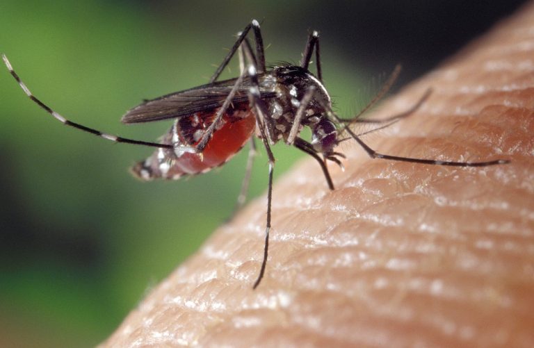 mosquito-1332382_1280 (1)