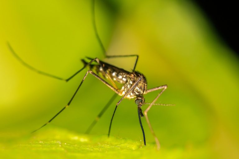 mosquito-4583101_1280