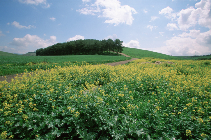 flower covered field