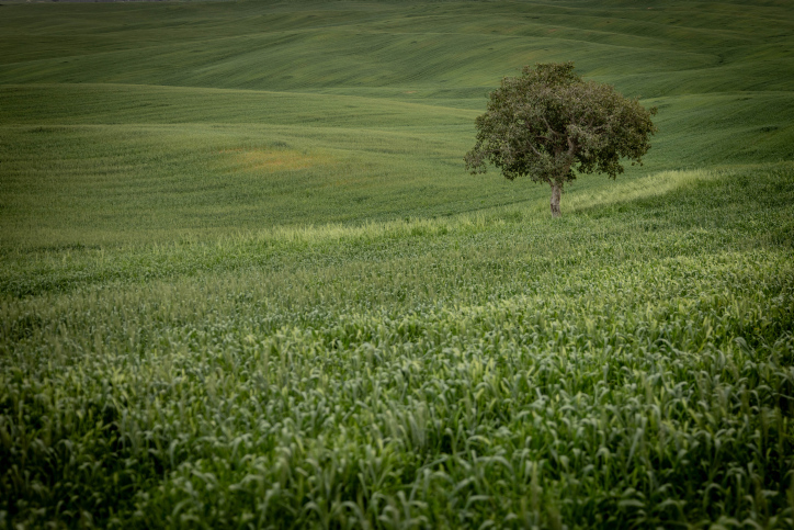 MIDEAST ISRAEL NATURE