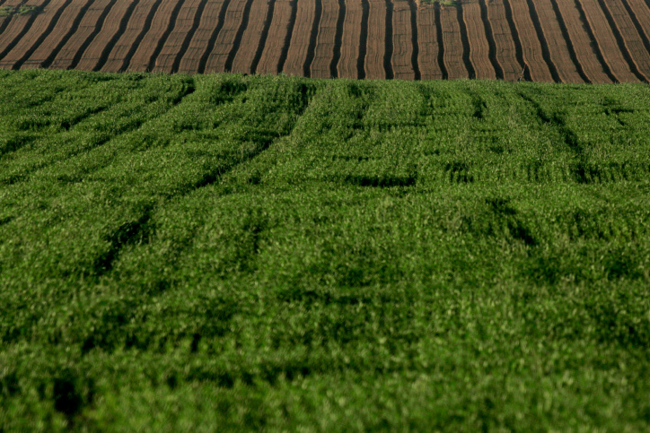 Green field