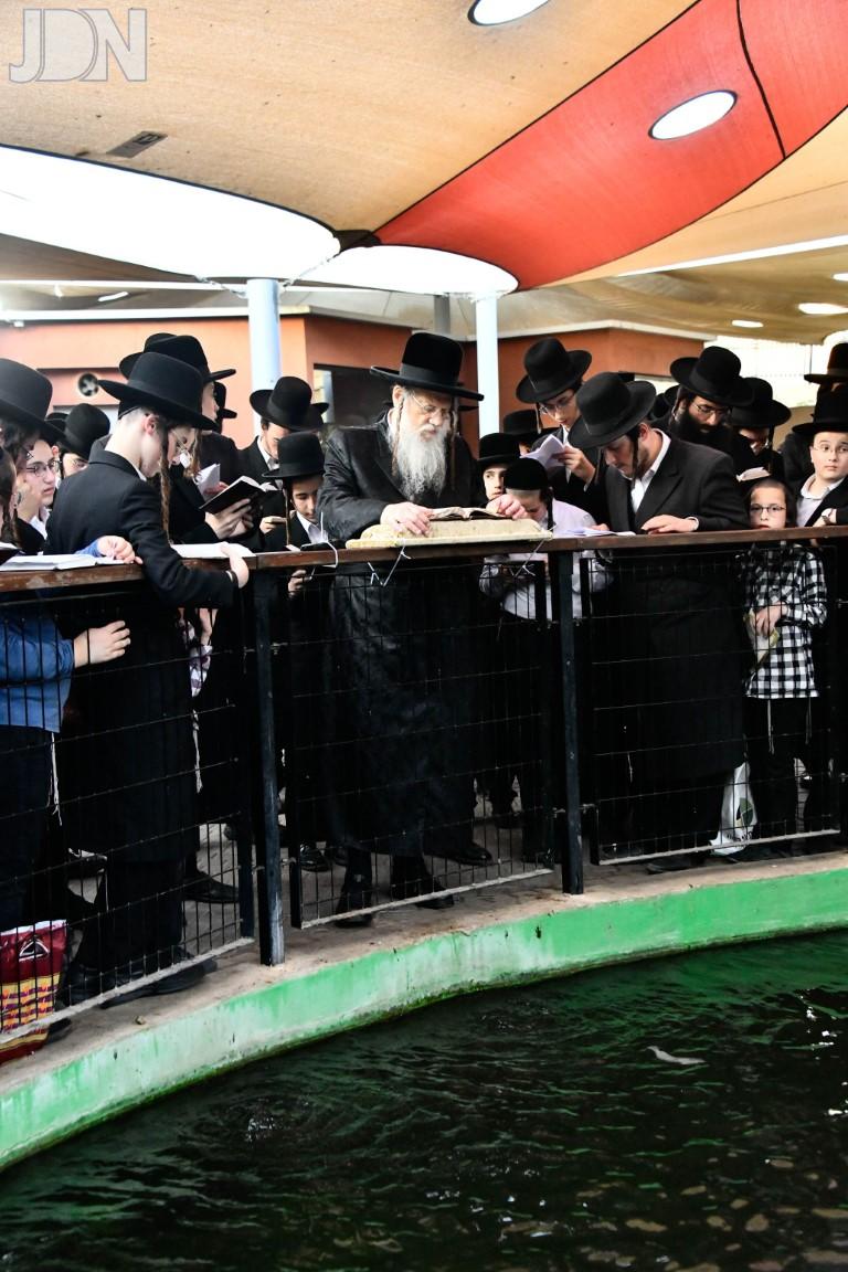 מודז'יץ תליך (9)