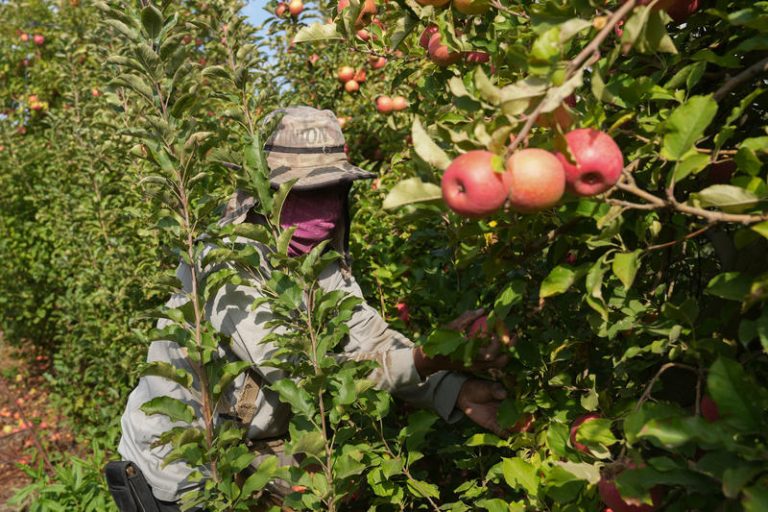 MIDEAST ISRAEL AGRICULTURE