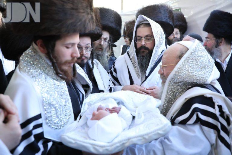 דינוב נדבורנא באניא ברית (26)