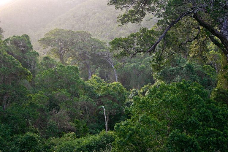 Knysna_Forest00