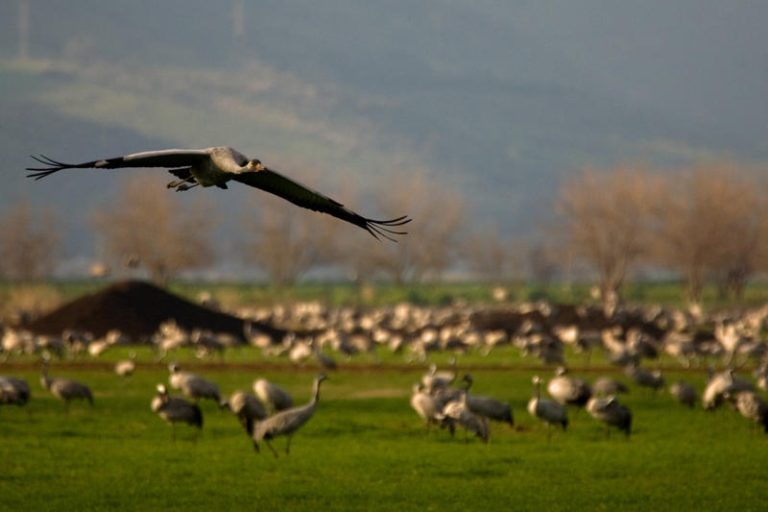 Birds