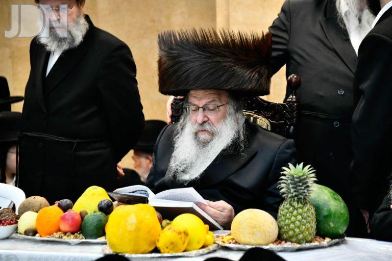 ט''ו בשבט בחצה''ק נדבורנה תשפ''ה צילום שוקי לרר (1)