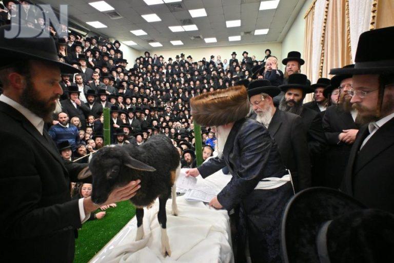 ט''ו בשבט ומעמד פדיון פטר חמור בחצה''ק נדבורנה ירושלים צילום יהושע פרוכטר (28)