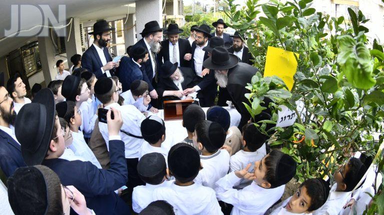 הגרמצ ברגמן בברכת האילנות (7)