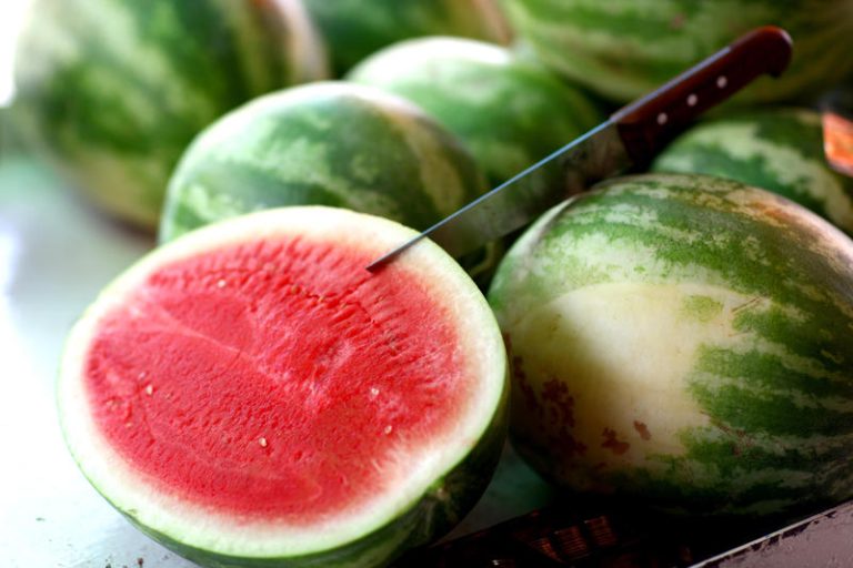 illustration of watermelon