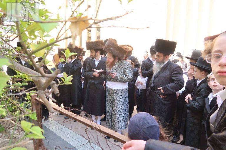 מיאלען ברכת האילנות (17)