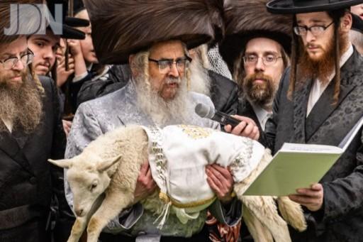 סאטמאר פדיון פטר חמור (8200)