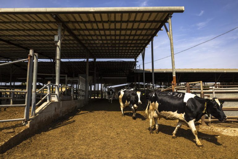 A worker on a kibbutz prepares the cows to be milked