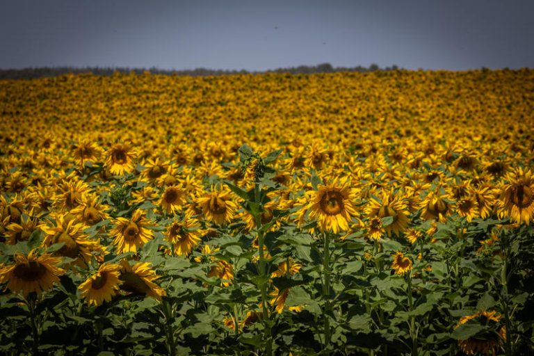 MIDEAST ISRAEL NATURE