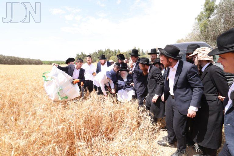 הגר''מ שטרנבוך קציר חיטים (16)