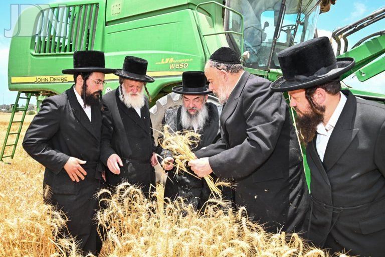 לעלוב קציר חיטים צילום שוקי לרר (22)