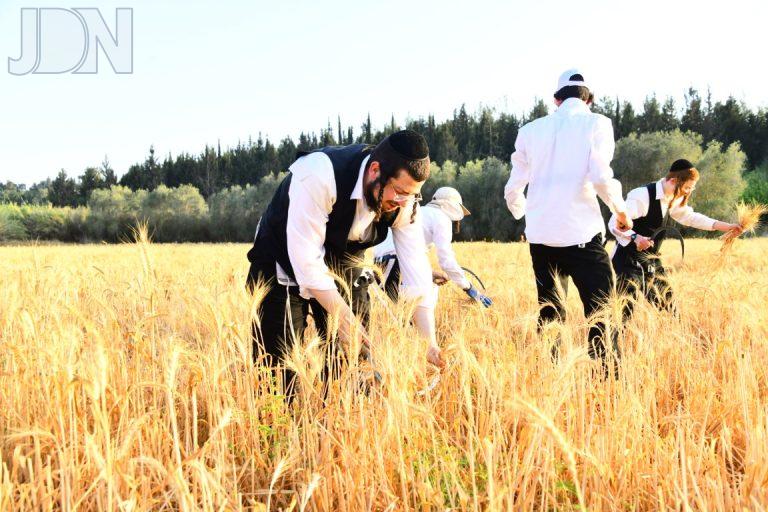 קציר חיטים לרר (25)
