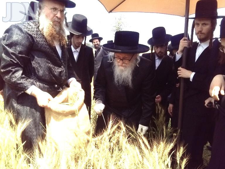 האדמור מסערדאהעלי בקצירת חיטים למצות מצוה לקראת חג הפסח תשפ''ו הבעל''ט (3)