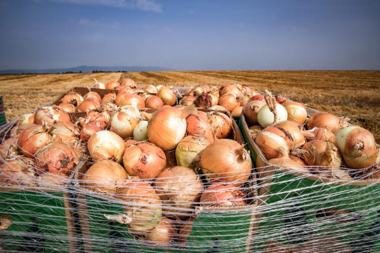 MIDEAST ISRAEL AGRICULTURE