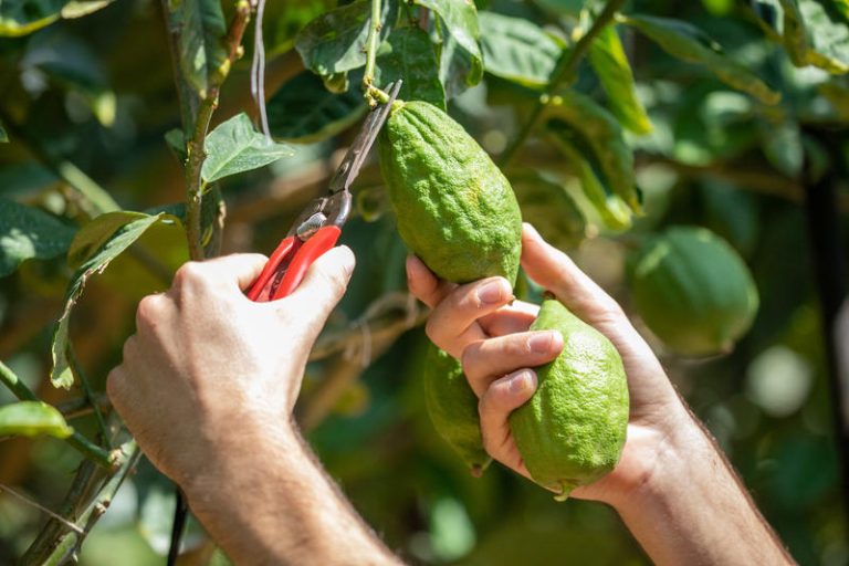SUKKOT
