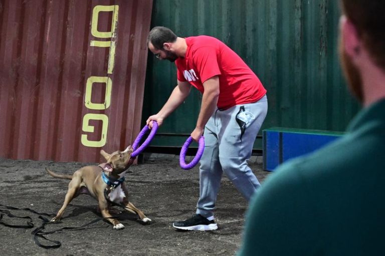 ISRAEL DOG TRAINING