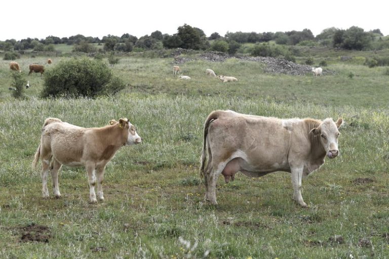 Cows graze in an open pasture in the Golan Heights