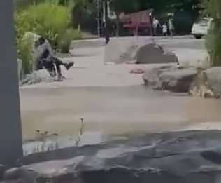 צילום מסך 2025-08-10 003145