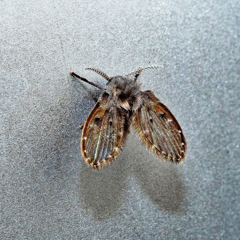 Insecta, Diptera, Psychodidae