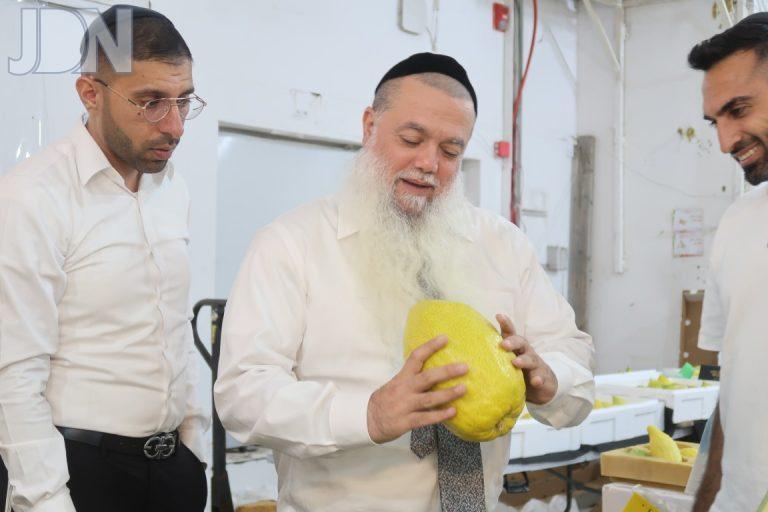 חבר מועצת הרבנות הראשית הרב יגאל כהן רו''מ 'יביע אומר' בבחירת ד' המינים צילום ש.פ