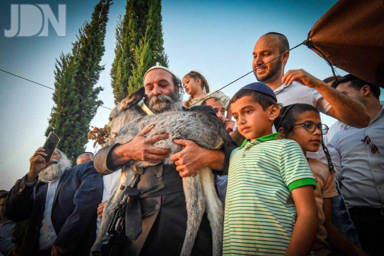 מעמד פדיון פטר חמור בעמנואל צילום ארי קופרשטוק (33)