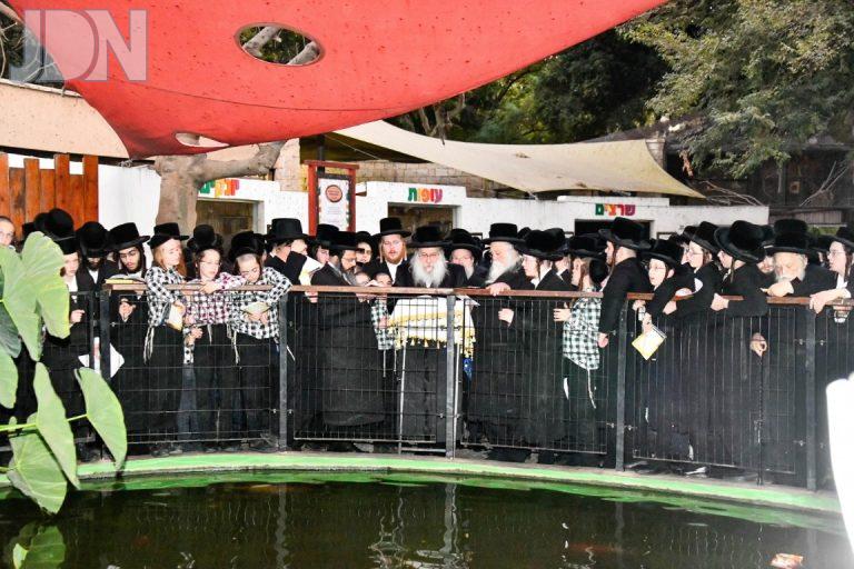 נדבורנה תשליך (4)