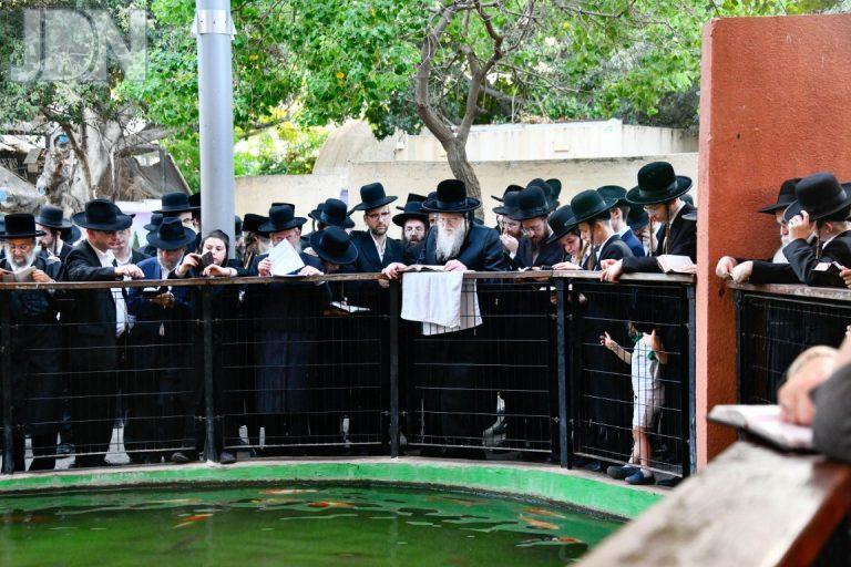 תשליך במודזיץ צילום לרר (13)