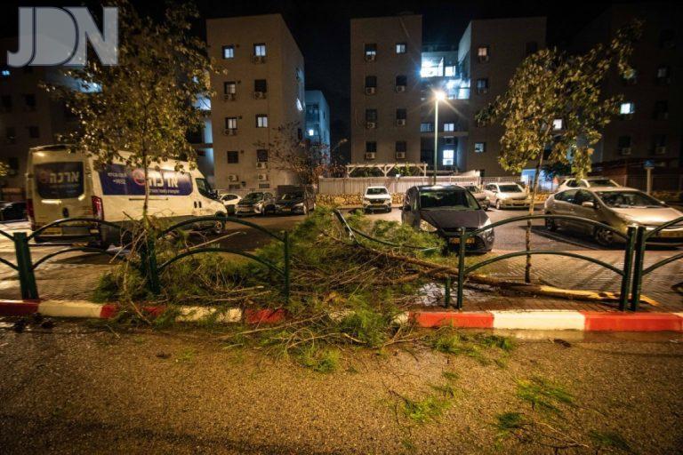 בעמנואל קרסו עצים תושבים עוזריפ לםינוי צילום ארי קופרשטוק (4)