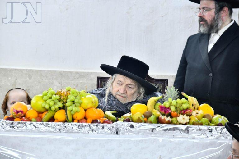 ט''ו בשבט בחצה''ק טעמשוואר תשפ''ו צילום שוקי לרר (9)
