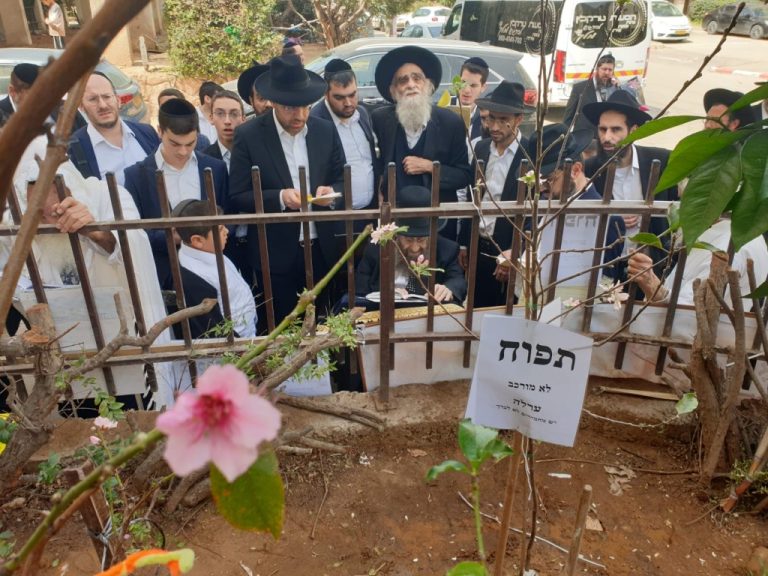רב העיר בני ברק רבי מסעוד בן שמעון בברכת האילנות צילום ש.פ