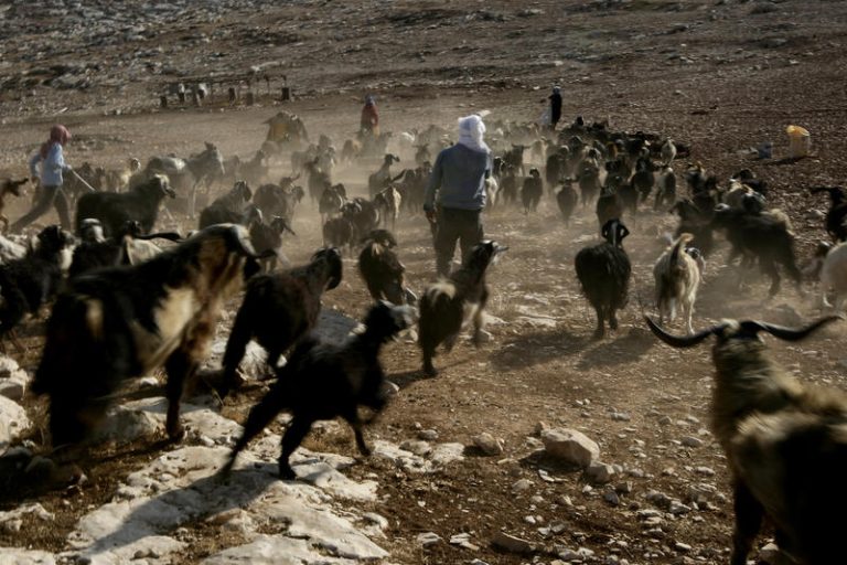 A Bedouins  shepherd man lead his goat near Bnei Adam