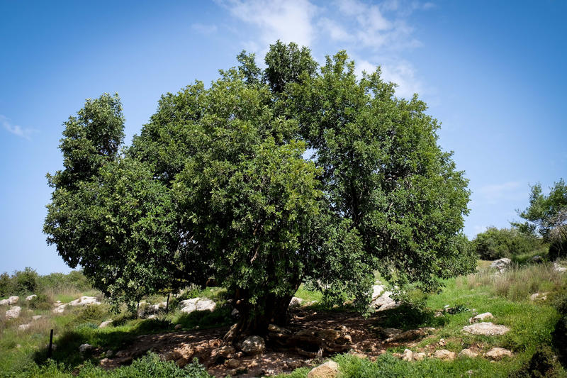 זוחלים בהיסטוריה: חורבת מדרס עם הילדים - JDN