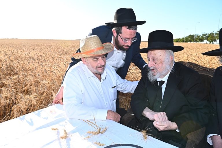 הגרב''ד פוברסקי והגר''ש גלאי בקצירת חיטים (15)