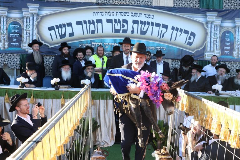 מעמד פדיון פטר חמור במירון צילום דוד כהן (53)