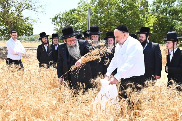 קציר חיטים שבט הלוי עם קבוצה מתלמידיו צילום שוקי לרר (11)