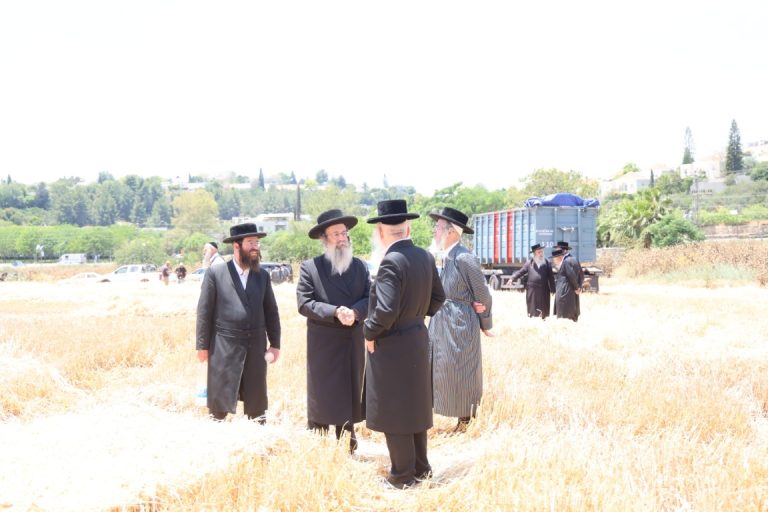 קצירת חיטים בפיקוח שרי התורה חברי בד''ץ העדה החרדית - צילום שלומי טריכטר (37)