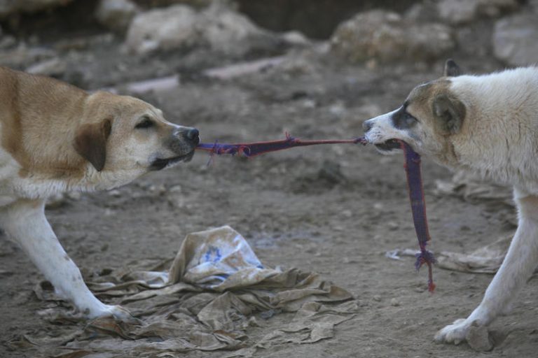 Dogs and cats in an animal shelter