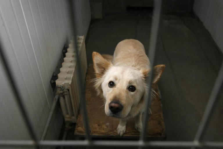 An abandoned dog waiting to find a home is held in a cage in an animal shelter
