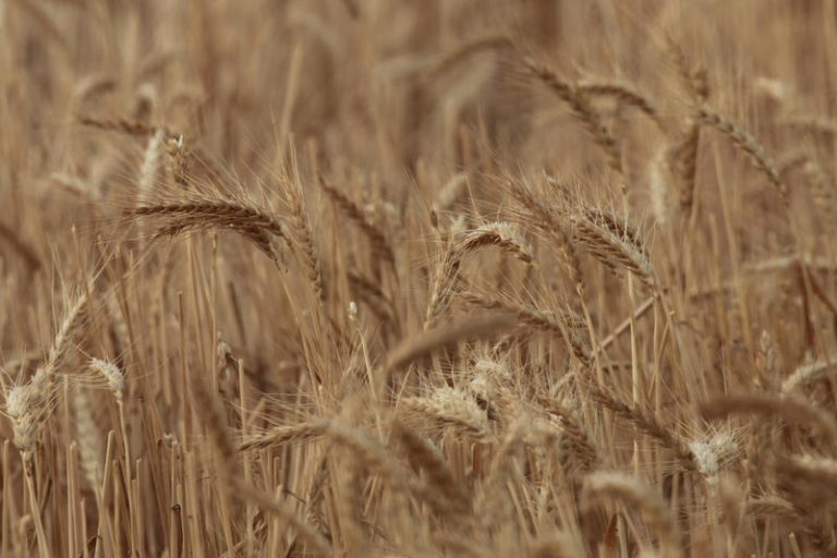 ultra orthodox Jews harvest wheat